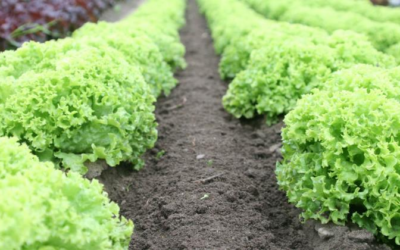 Restaurants Should Leverage These Hot Tech Trends to Support Safety and Quality